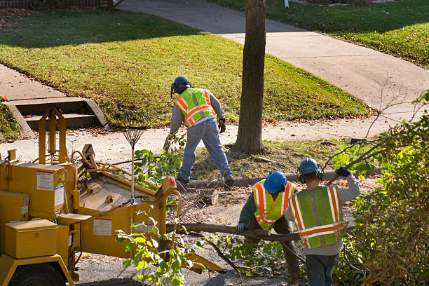 Best Tree Cabling and Bracing  in , WY